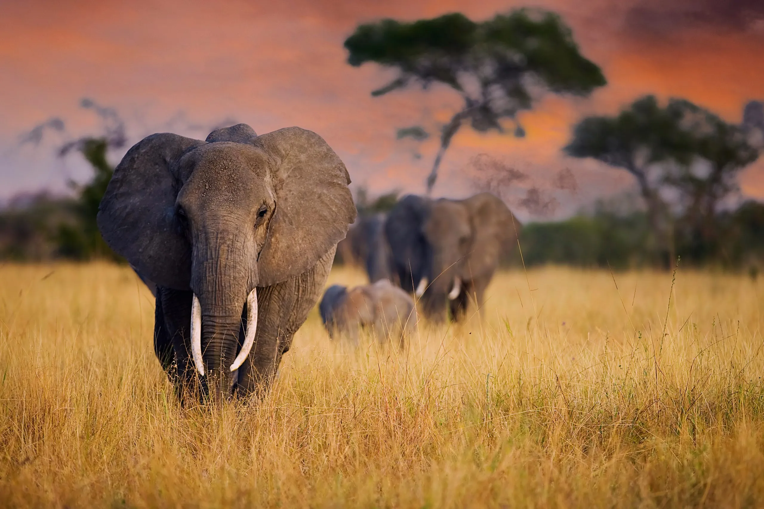 Eine Herde wilder Elefanten läuft durch hohes Gras im Tarangire-Nationalpark, Tansania, Ostafrika