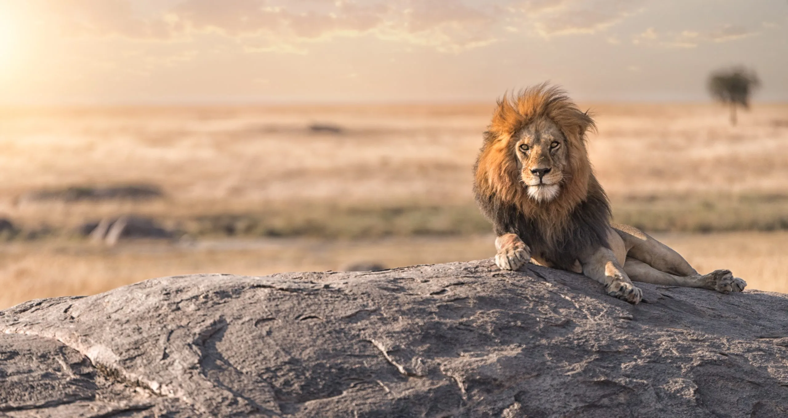 Un lion mâle est assis au sommet d'un rocher dans le parc national du Serengeti, en Tanzanie.
