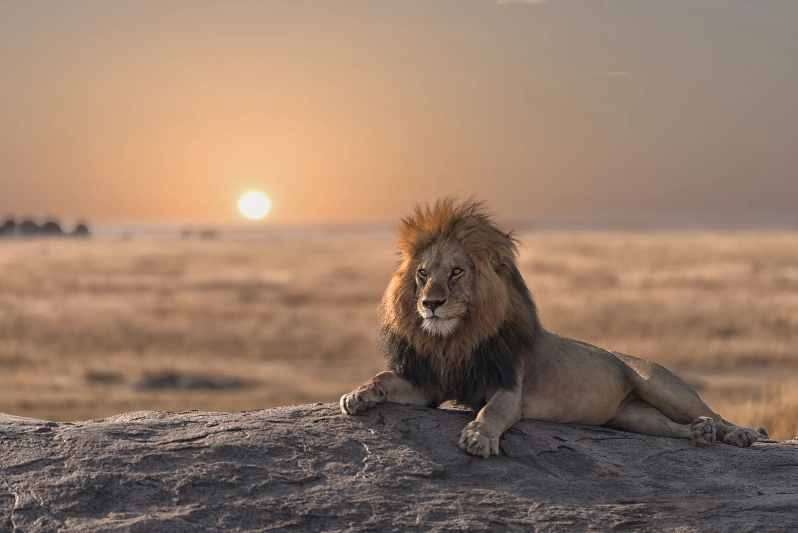 Un leone maschio è seduto sulla cima della roccia, alla ricerca della sua zona. Ha un aspetto splendido.