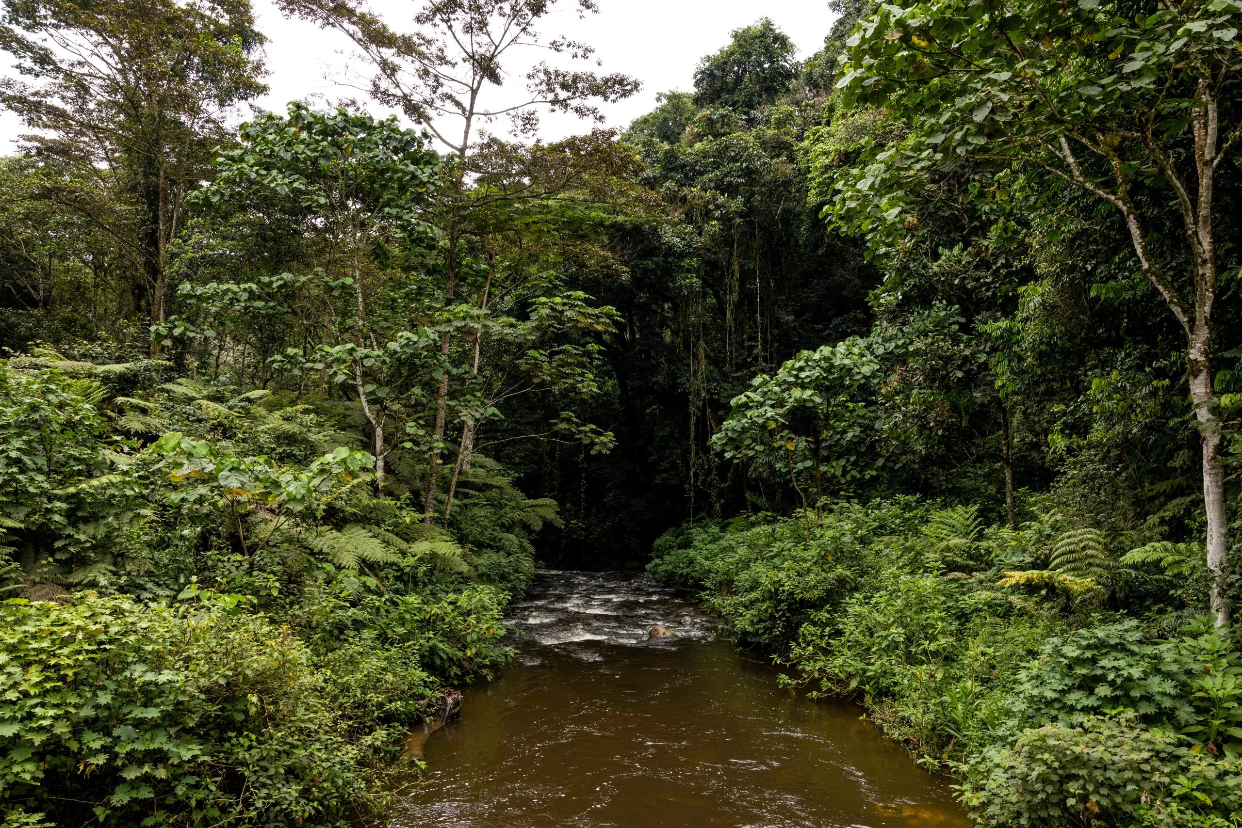 Un fiume scorre attraverso la foresta impenetrabile di Bwindi in Uganda