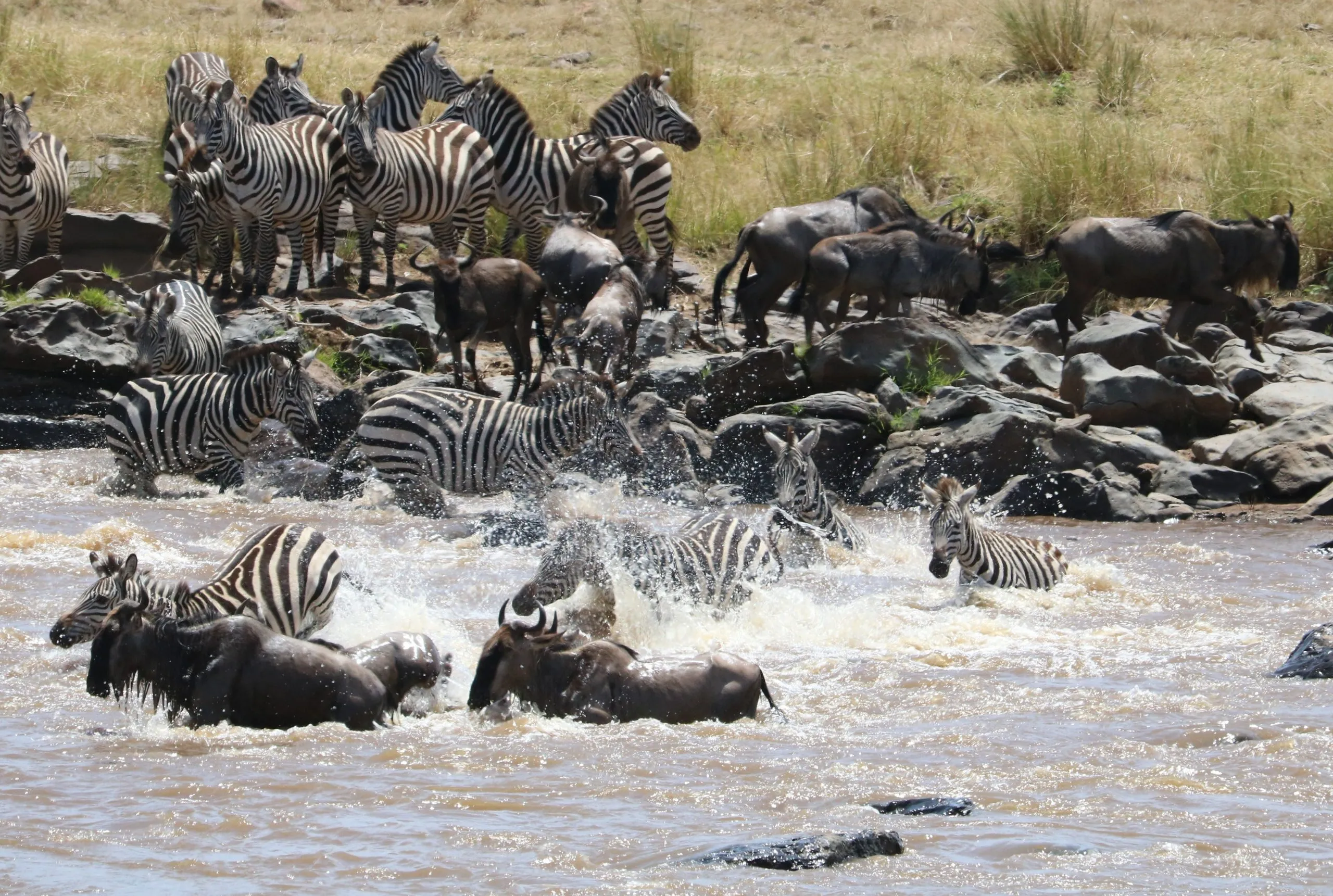 En skara djur korsar floden Mara