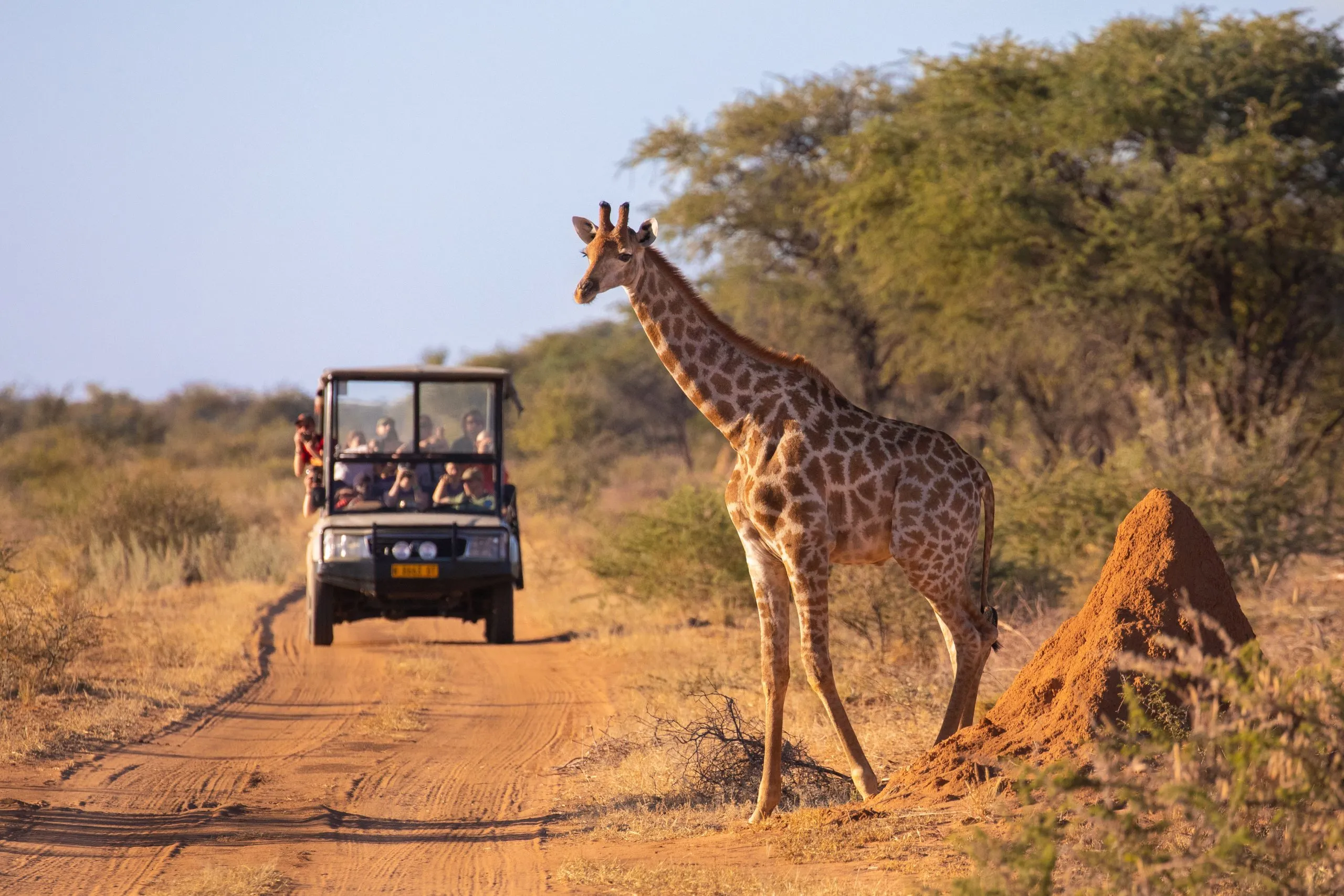Eine wilde Giraffe überquert eine afrikanische Straße vor einem Safarifahrzeug mit Touristen