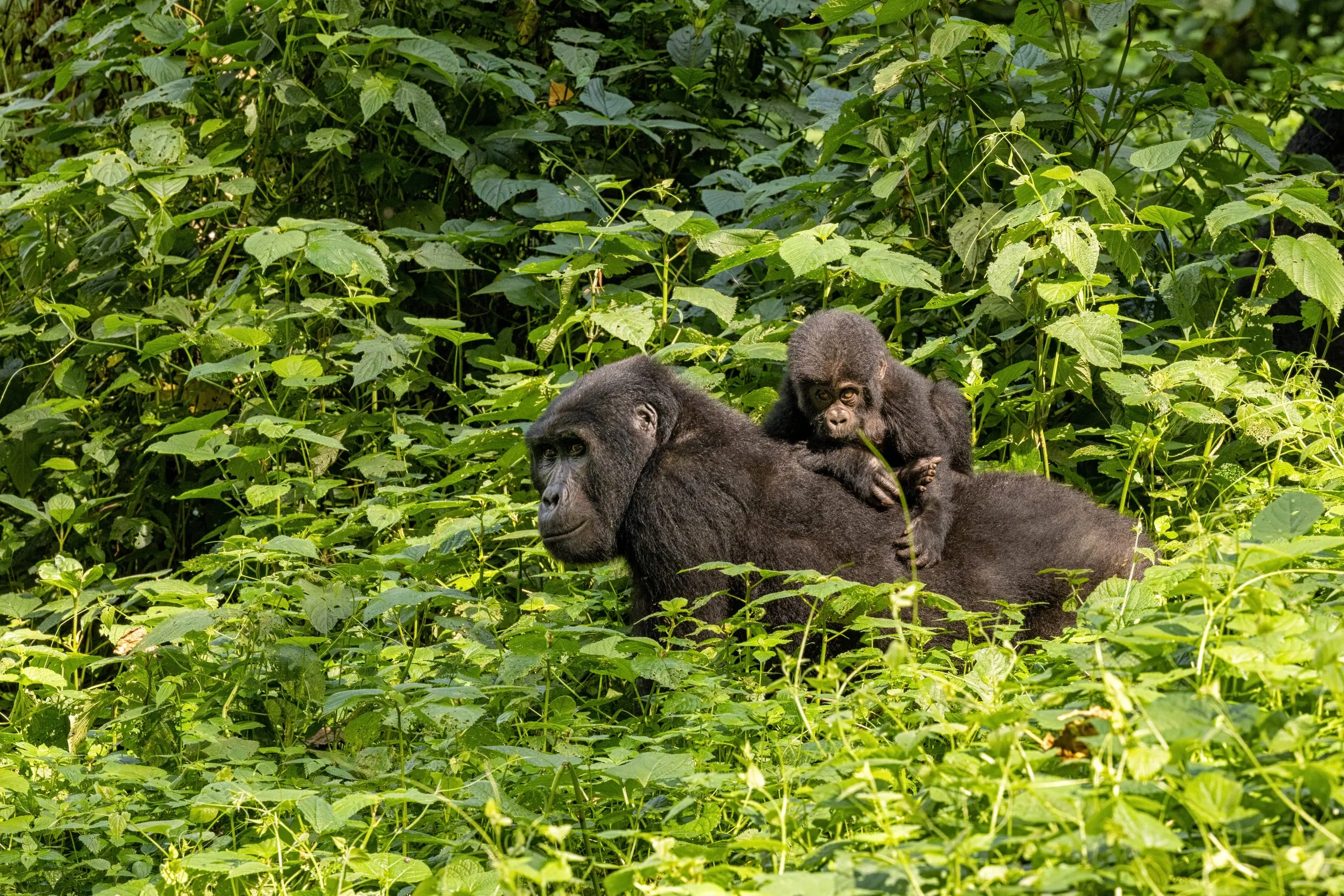Voksen hunngorilla med baby, Gorilla beringei beringei, i det frodige løvverket i Bwindi Impenetrable Forest, Uganda. Medlemmer av Muyambi-familiens tilvenningsgruppe i bevaringsprogrammet.