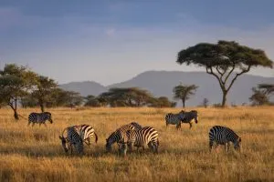 Stap in de zebraparade van de Serengeti