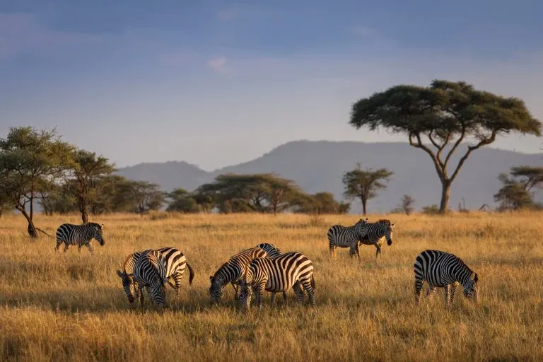 Afrikanska zebror i vackert landskap under soluppgångssafari i Serengeti nationalpark. Tanzania. Afrikas vilda natur.
