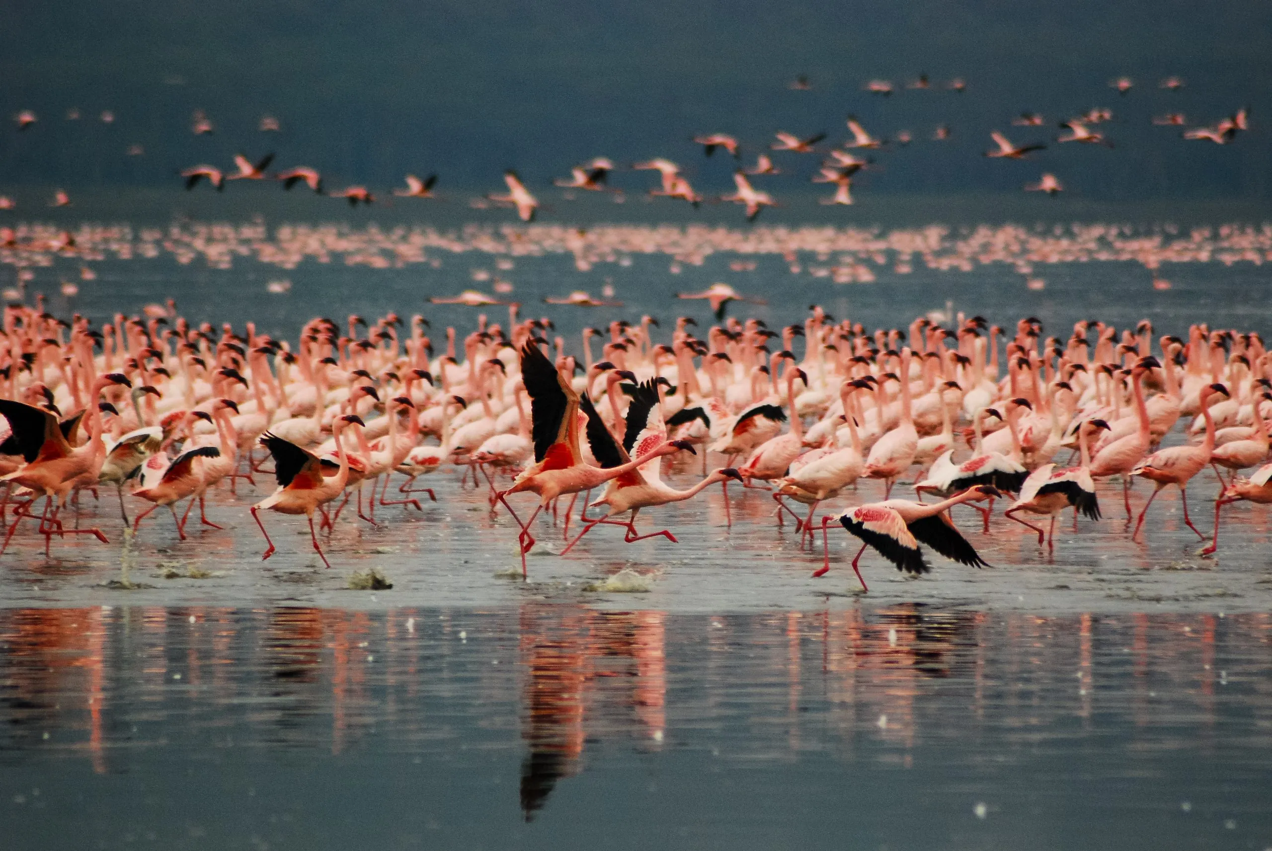 Flamingos no Lago Nakuru