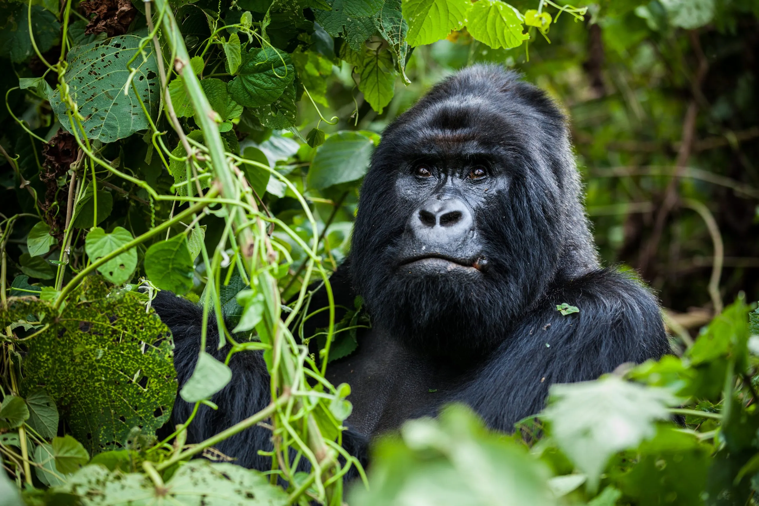 Um retrato espantoso de um gorila de montanha de dorso prateado, em vias de extinção, na natureza selvagem