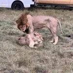 wütende Löwen