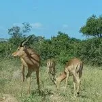 antilopi
