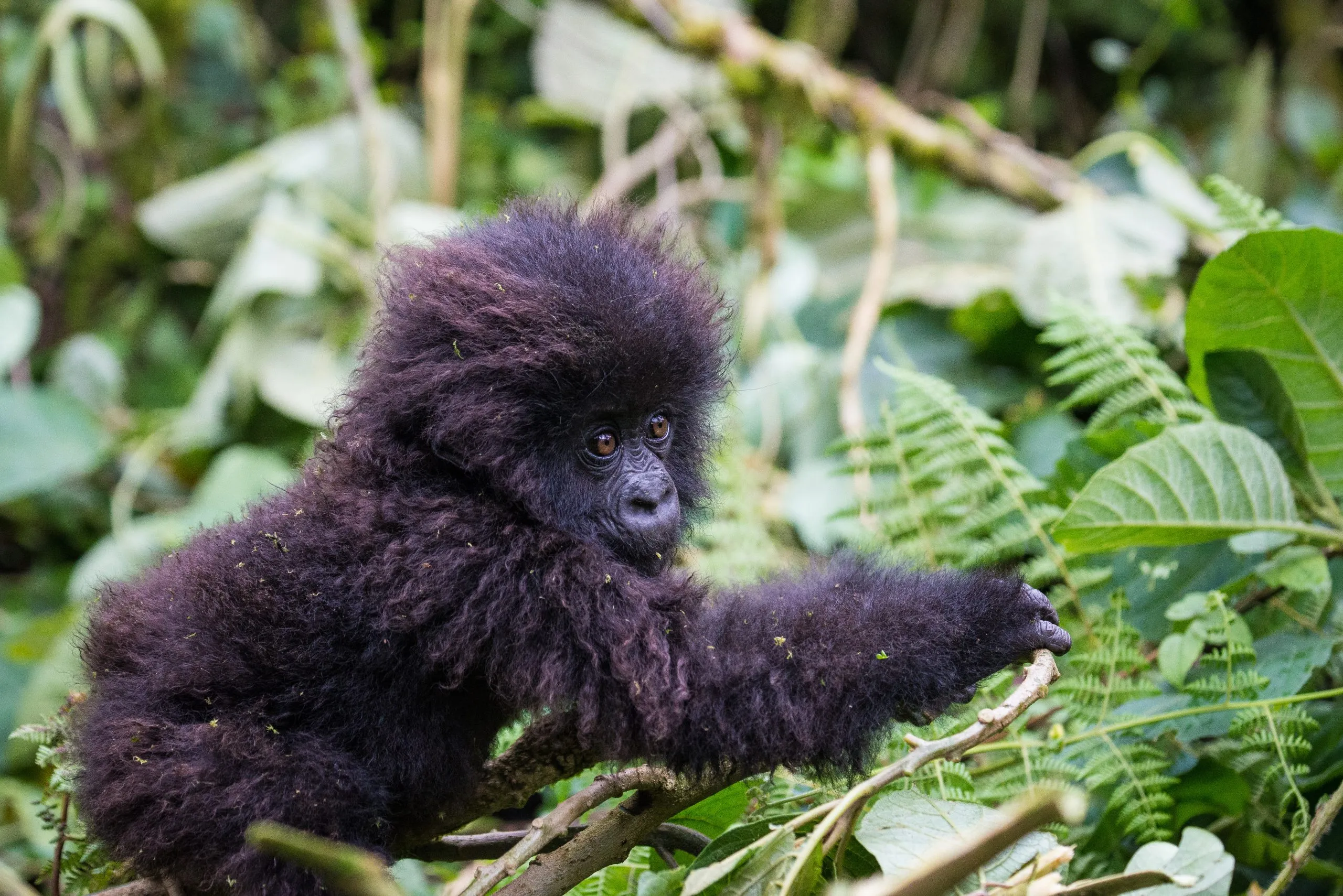 Gorila bebé, Parque Nacional dos Vulcões, Ruanda