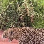 schöner Leopard