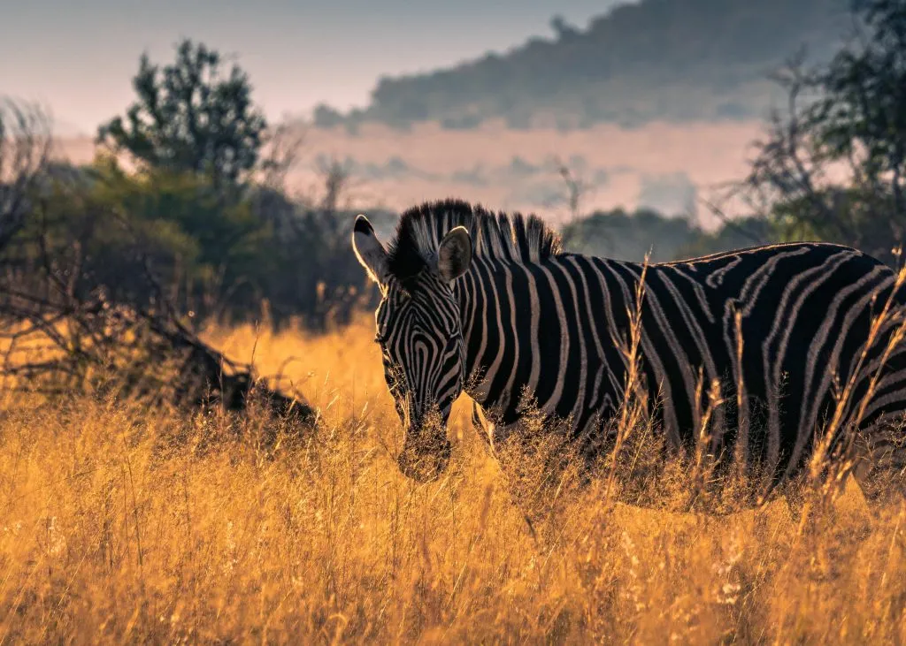 Schönes Zebra, das an einem sonnigen Tag im Pilanesberg-Nationalpark im trockenen Gras steht