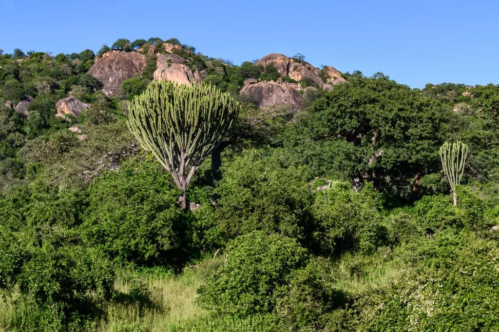Kandelabertreet i det kuperte landskapet i Ruaha nasjonalpark i Tanzania.