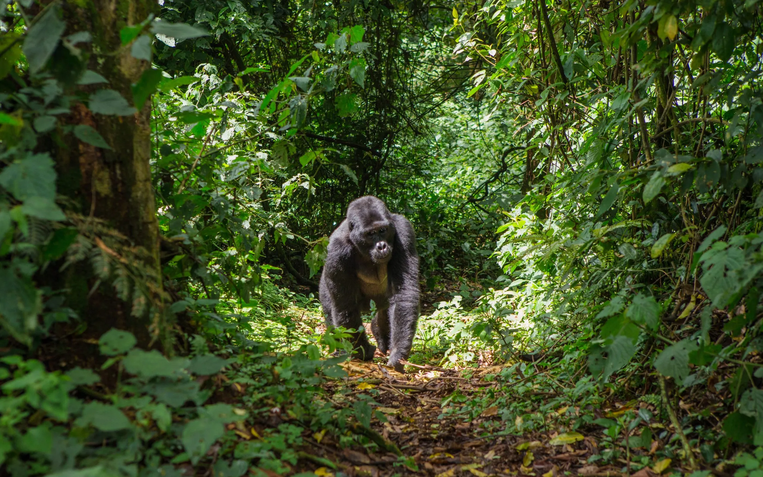 Dominoiva vuorigorillauros sademetsässä. Uganda. Bwindi Impenetrable Forestin kansallispuisto.