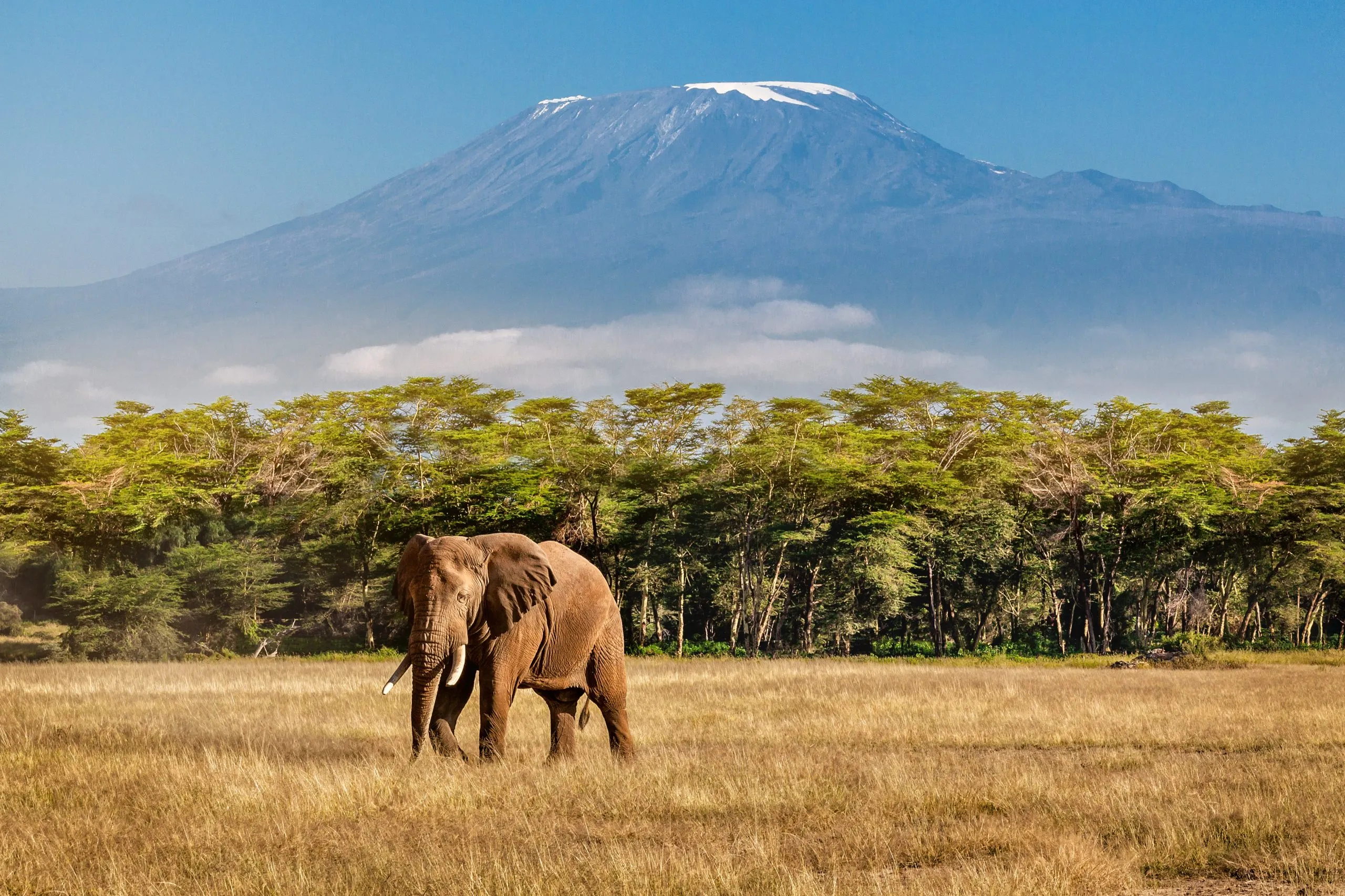 Elefant och Kilimanjaro