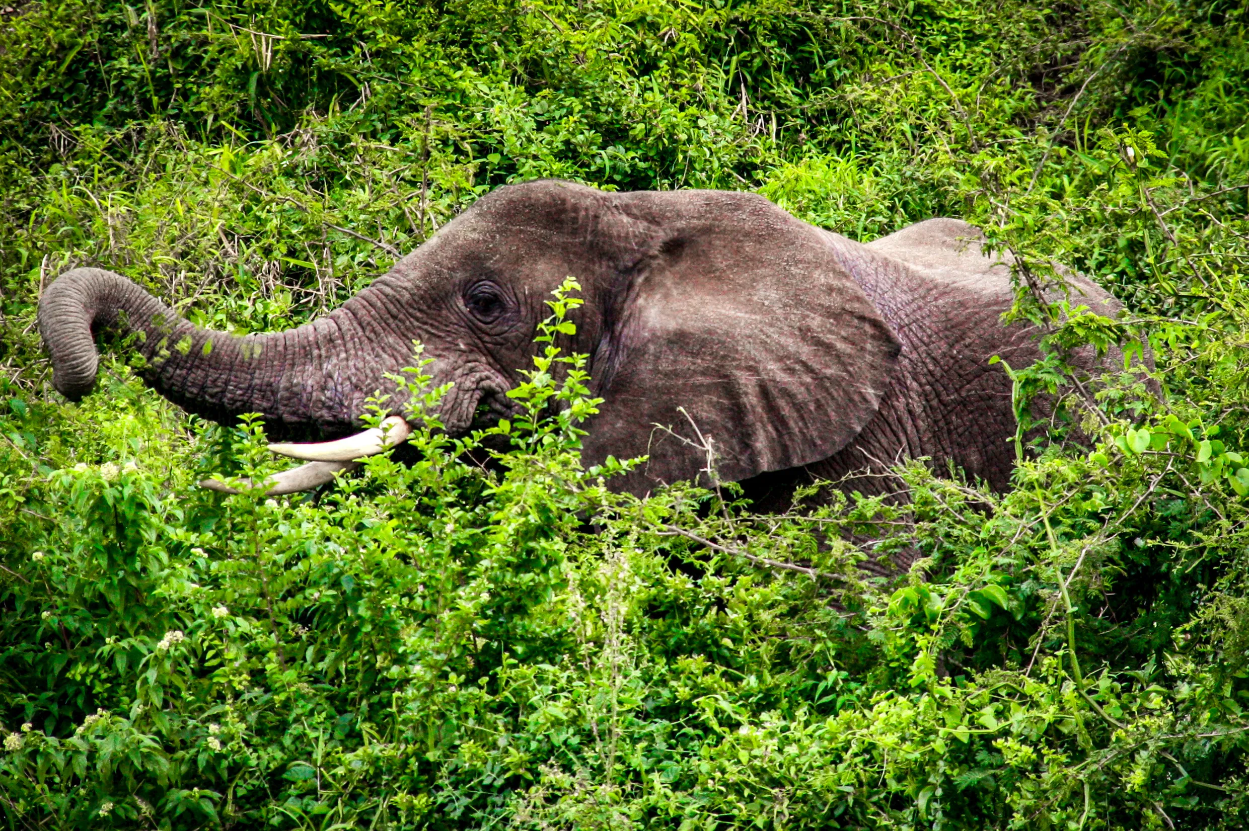 Elefante nel Parco Nazionale Queen Elizabeth, Uganda, Africa orientale