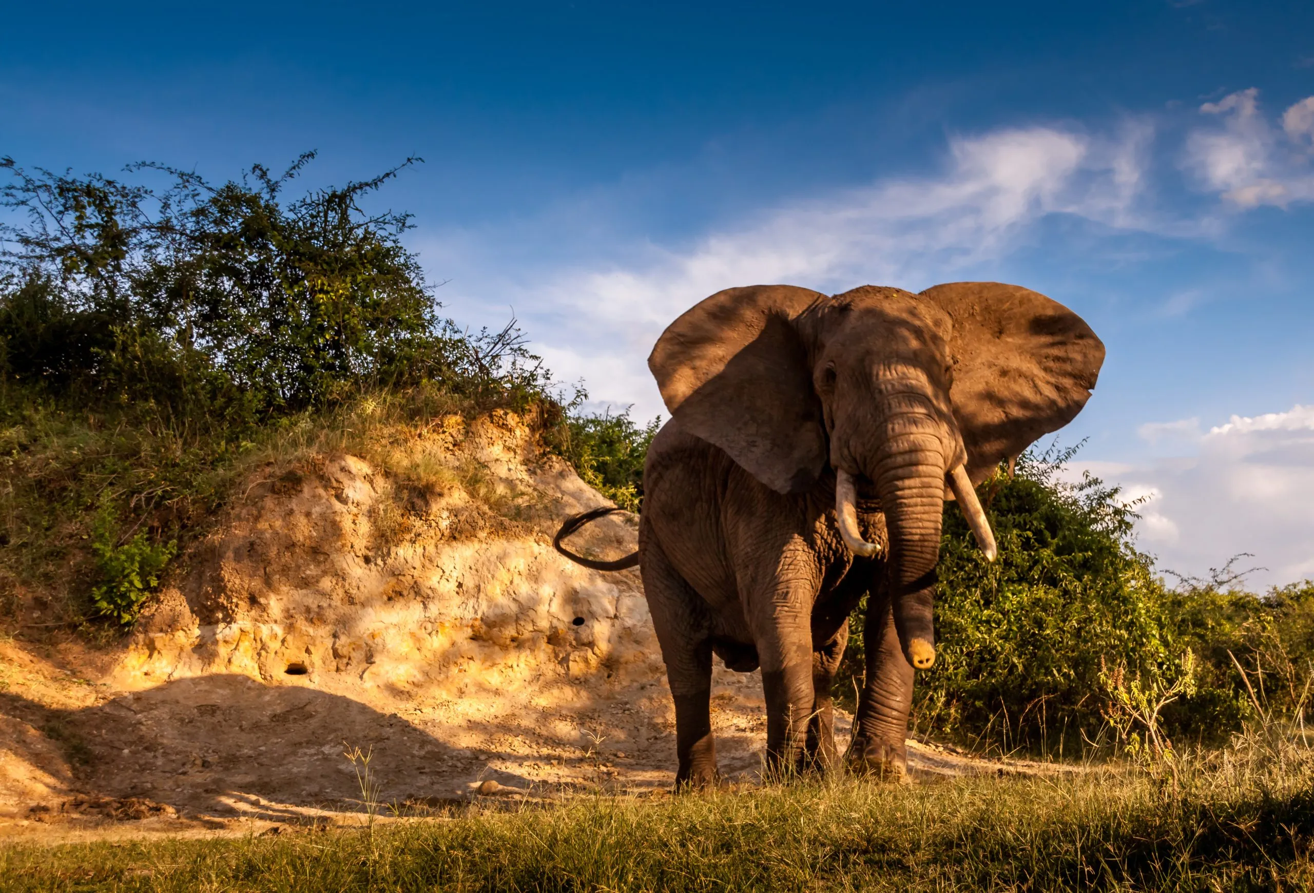 Uganda Wildtiere Tiere Afrika