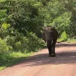 elefante che cammina