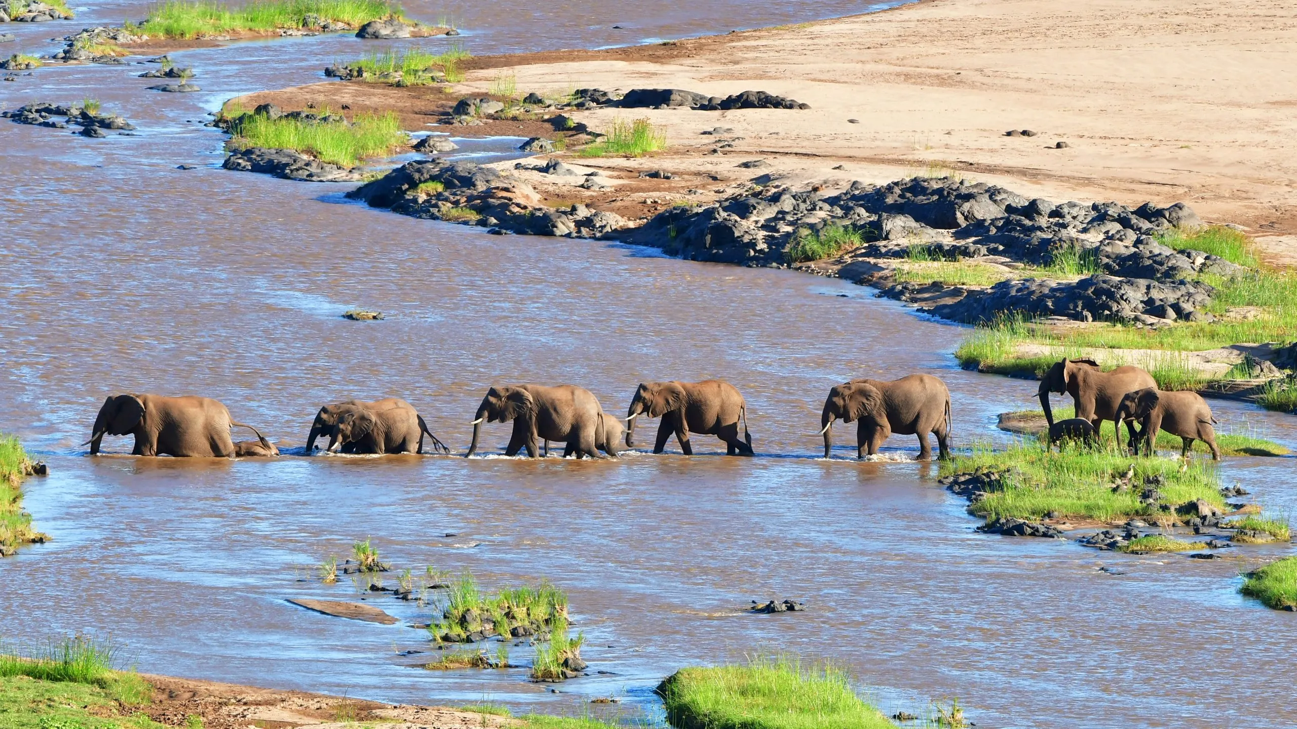elefanti che attraversano il fiume Olifant, scatto serale, parco nazionale Kruger