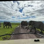 éléphants traversant la route