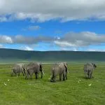 elefanter bakifrån