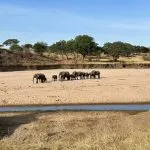 Elefanter som går i linje