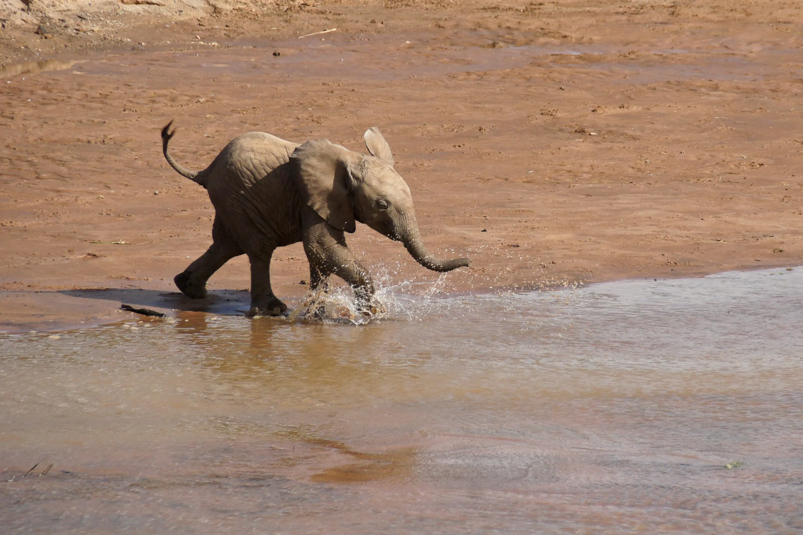 Vitello di elefante assetato si precipita al fiume Ewaso (Uaso) Nyiro per bere, Riserva di Samburu, Kenya