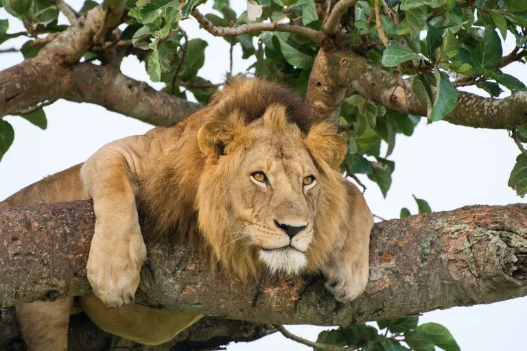Kuuluisa puuhun kiipeilevä leijonakuningas rentoutumassa ja nukkumassa Ishasha Secotorissa, Kuningatar Elisabetin kansallispuistossa, Uganda, Afrikka.