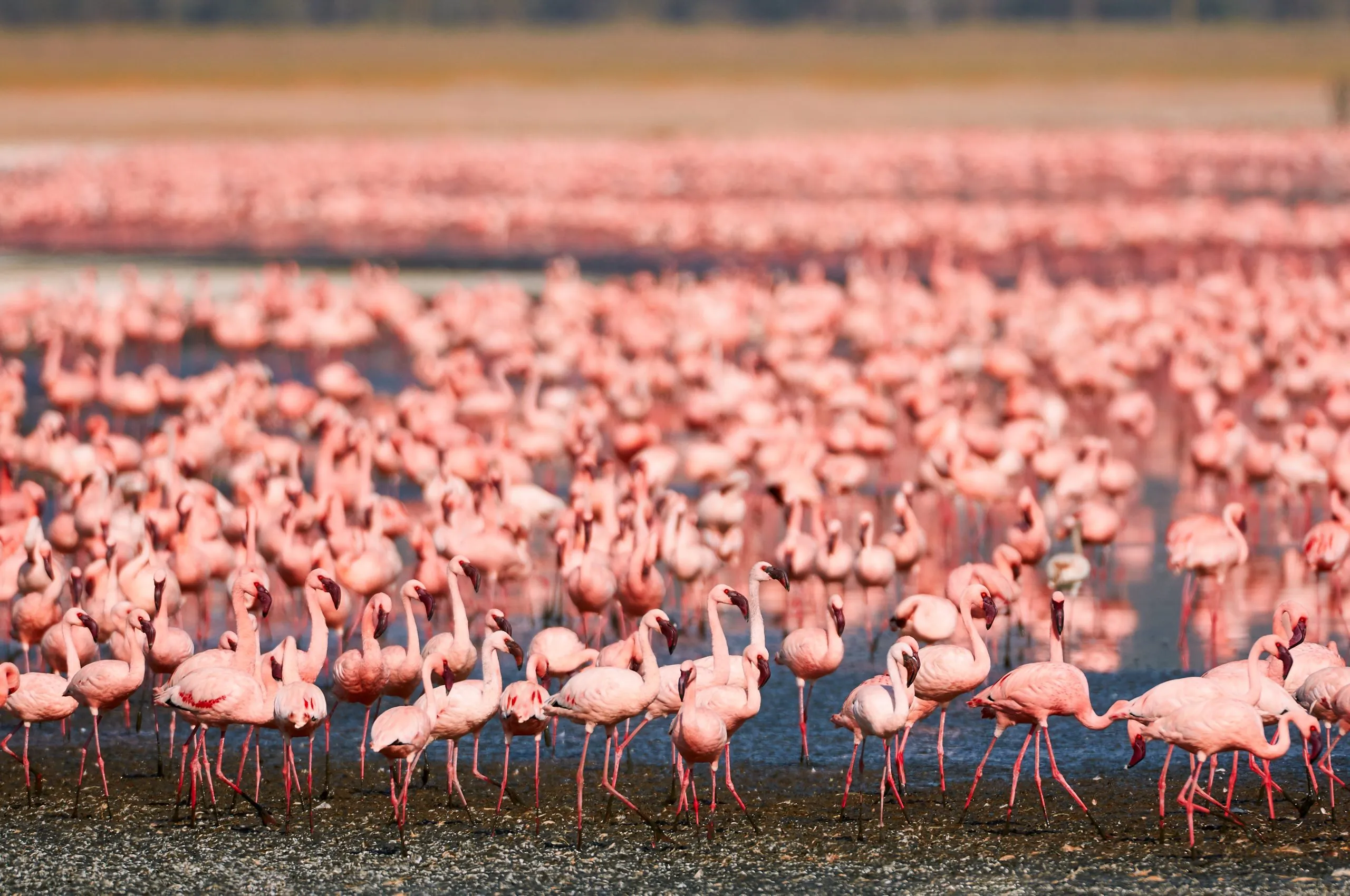 Vackra mindre flamingor