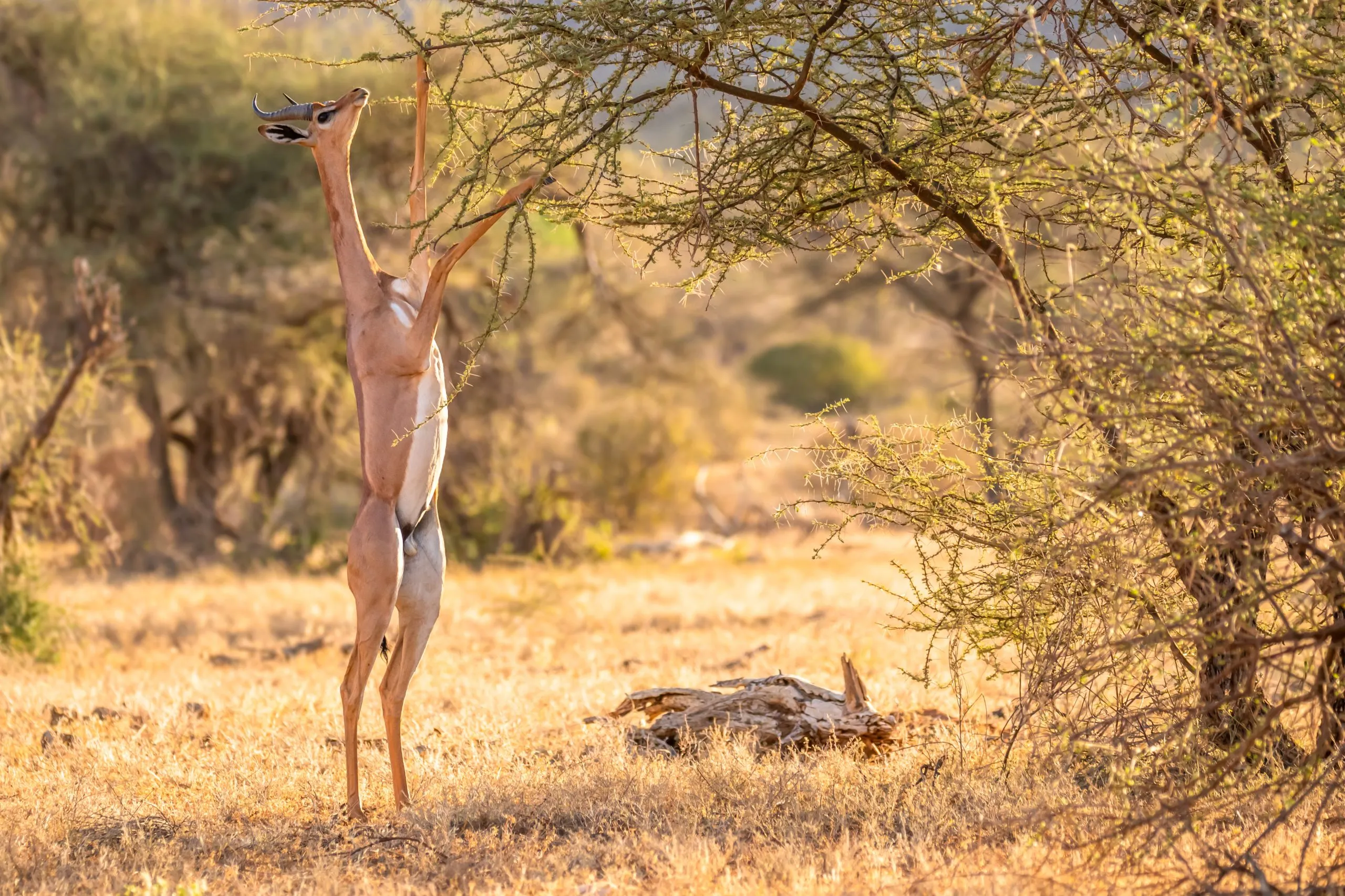 Gerenuk, Litocranius walleri myös kirahvigazelli,pitkäkaulainen antilooppi, pitkä hoikka kaula ja raajat,seisoo takajalkojen varassa lehtien syönnin aikana. Illan afrikkalaiset värit. Samburun kansallispuisto, Kenia