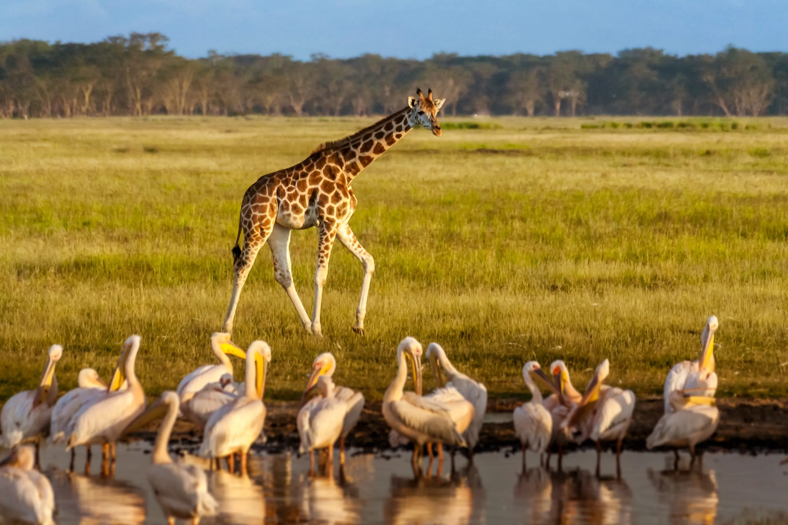Rothschild-Giraffe (Giraffa camelopardalis) und Pelikane