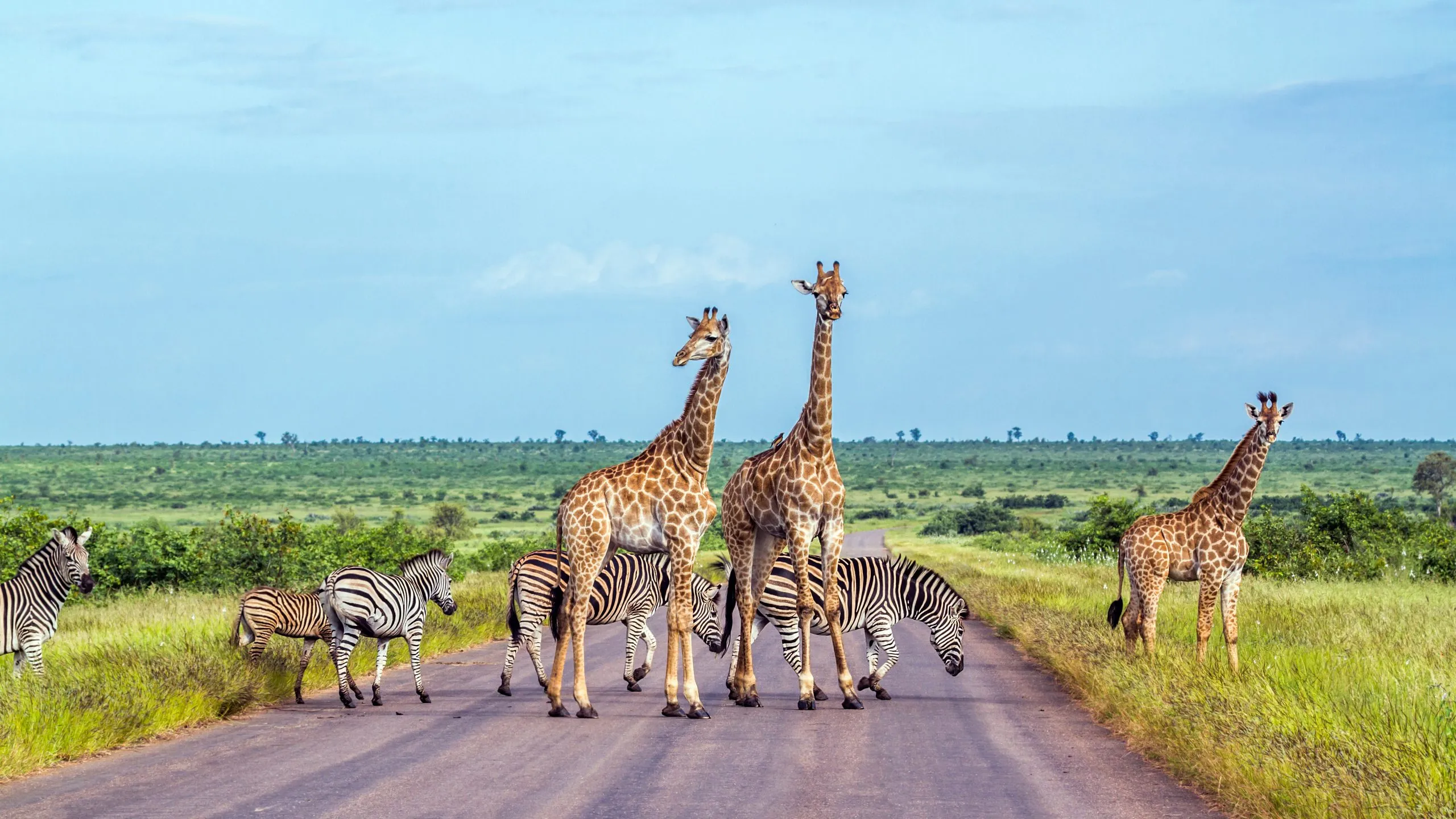 Girafa e zebra das planícies no Parque Nacional Kruger, África do Sul