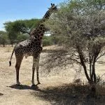giraffa che mangia