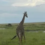 girafa por trás