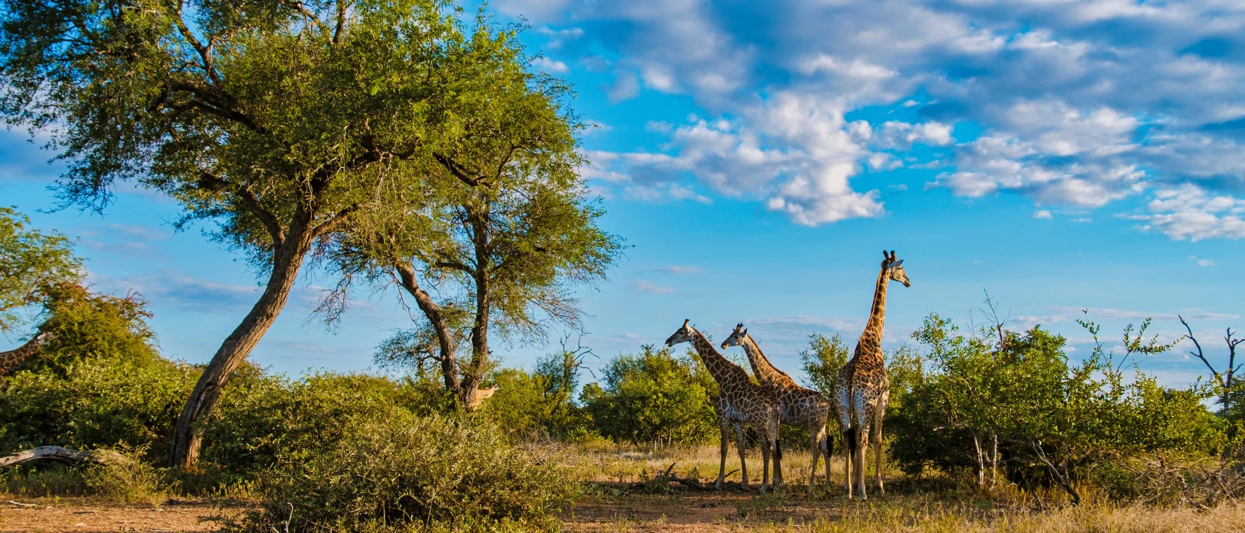Giraffe im Busch des Krüger-Nationalparks in Südafrika. Giraffe in der Morgendämmerung im Kruger Park in Südafrika