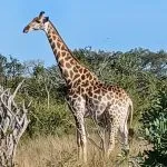 giraffa in un safari