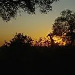 giraffe zonsondergang