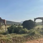 giraffen in savanne