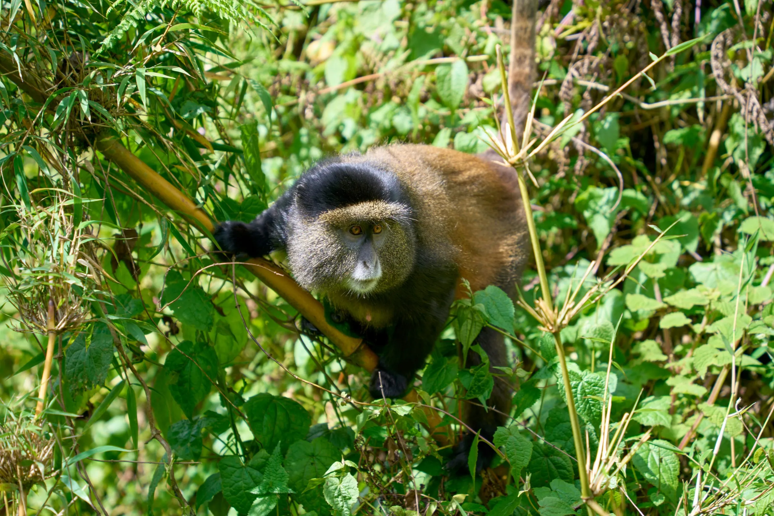 Gylden abe i positur i et træ, trekking i Volcanoes National Park, Rwanda