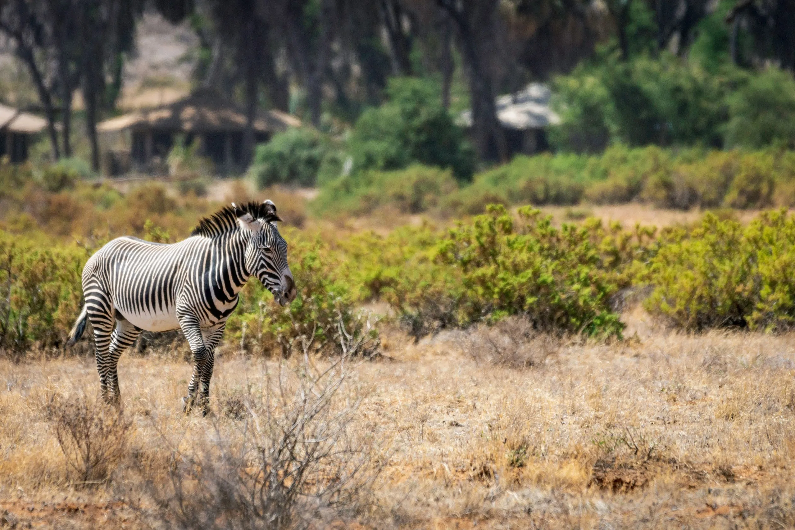 Zebra Grevys ou zebra imperial ao ar livre no deserto africano no parque nacional de Samburu, no Quénia. Safari, vida selvagem e conceito de viagem.