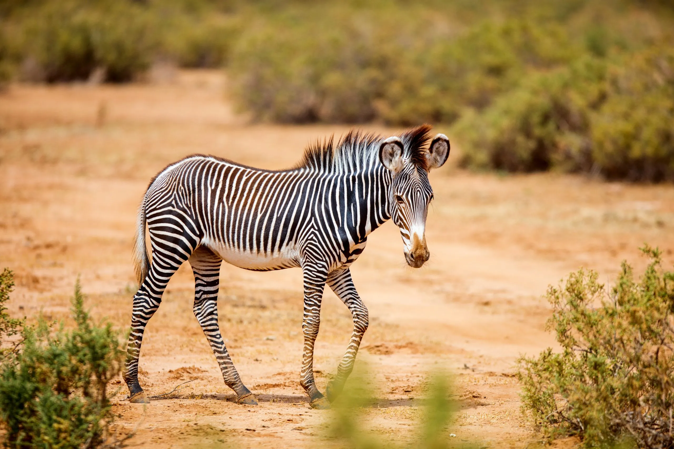 Grå zebra i Samburu Kenya