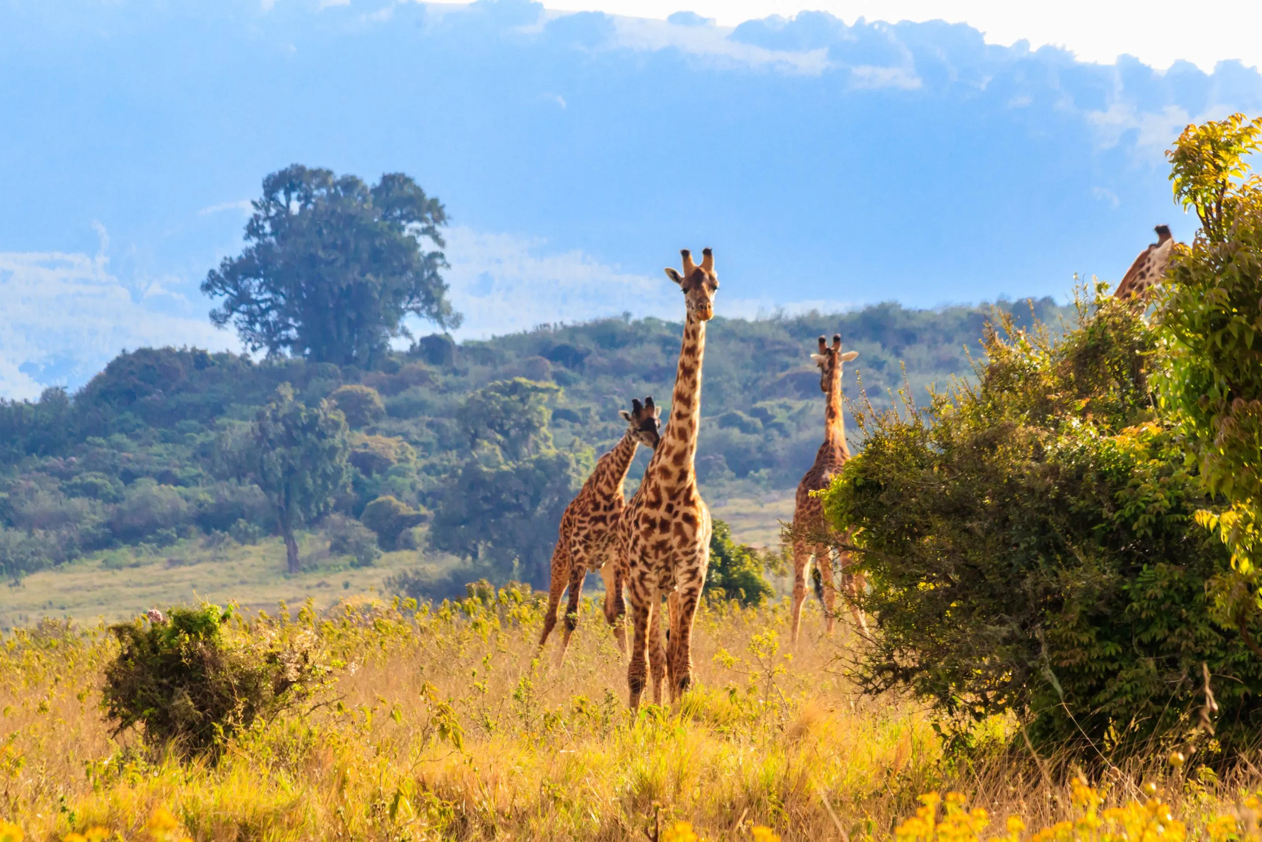 Eine Gruppe von Giraffen geht im Ngorongoro-Schutzgebiet in Tansania spazieren. Wildtiere in Afrika