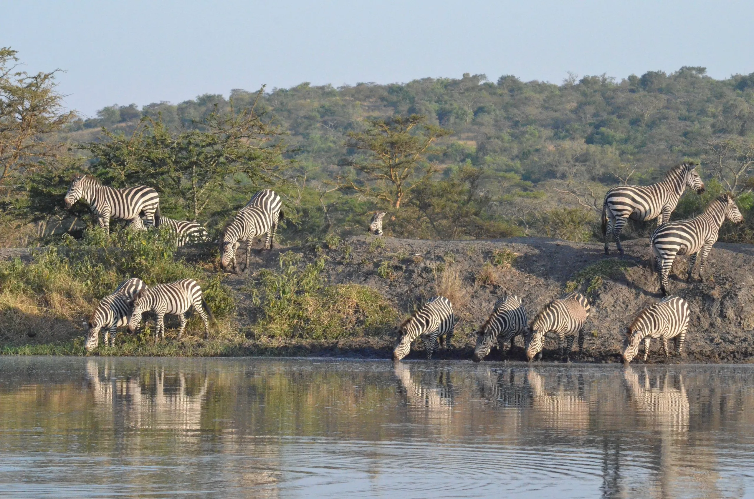 Grupo de zebras no parque nacional do lago Mburo, no Uganda