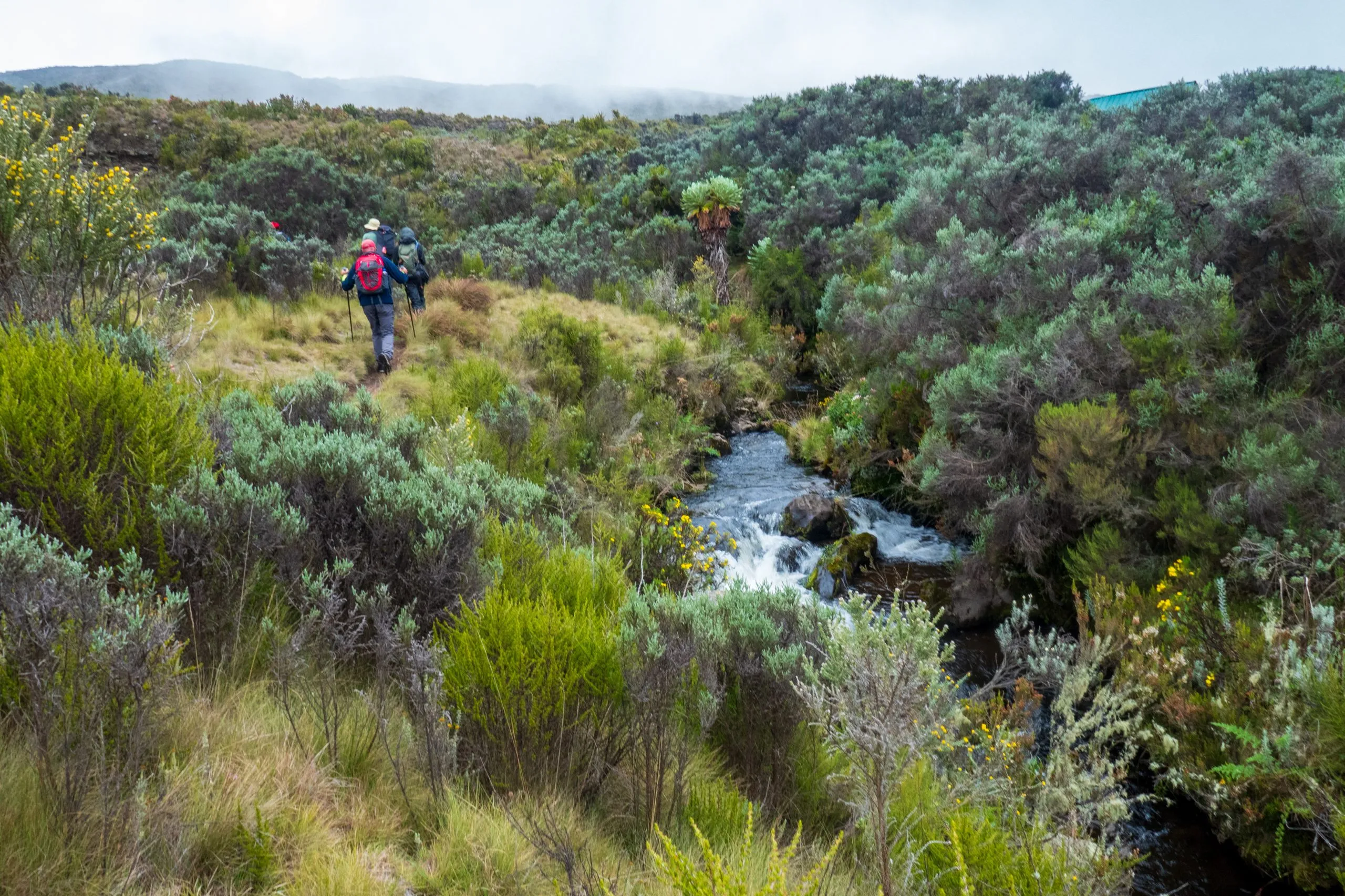 Rear view of a group of hikers walking along a river at Chogoria Route, Mount Kenya, Kenya