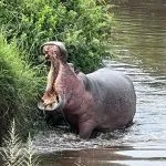 boca de hipopótamo aberta
