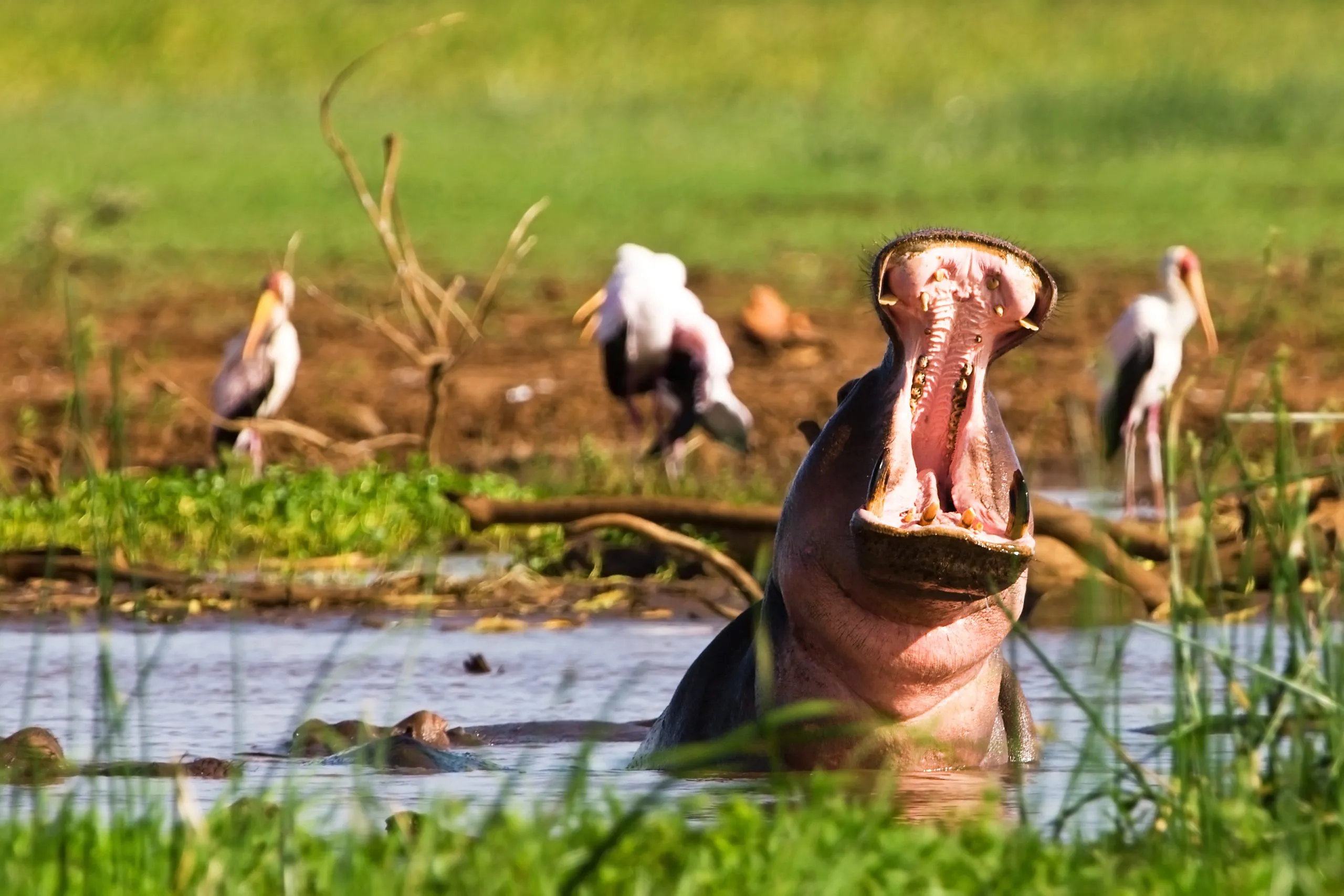 Hipopótamo no Parque Nacional do Lago Manyara, Tanzânia