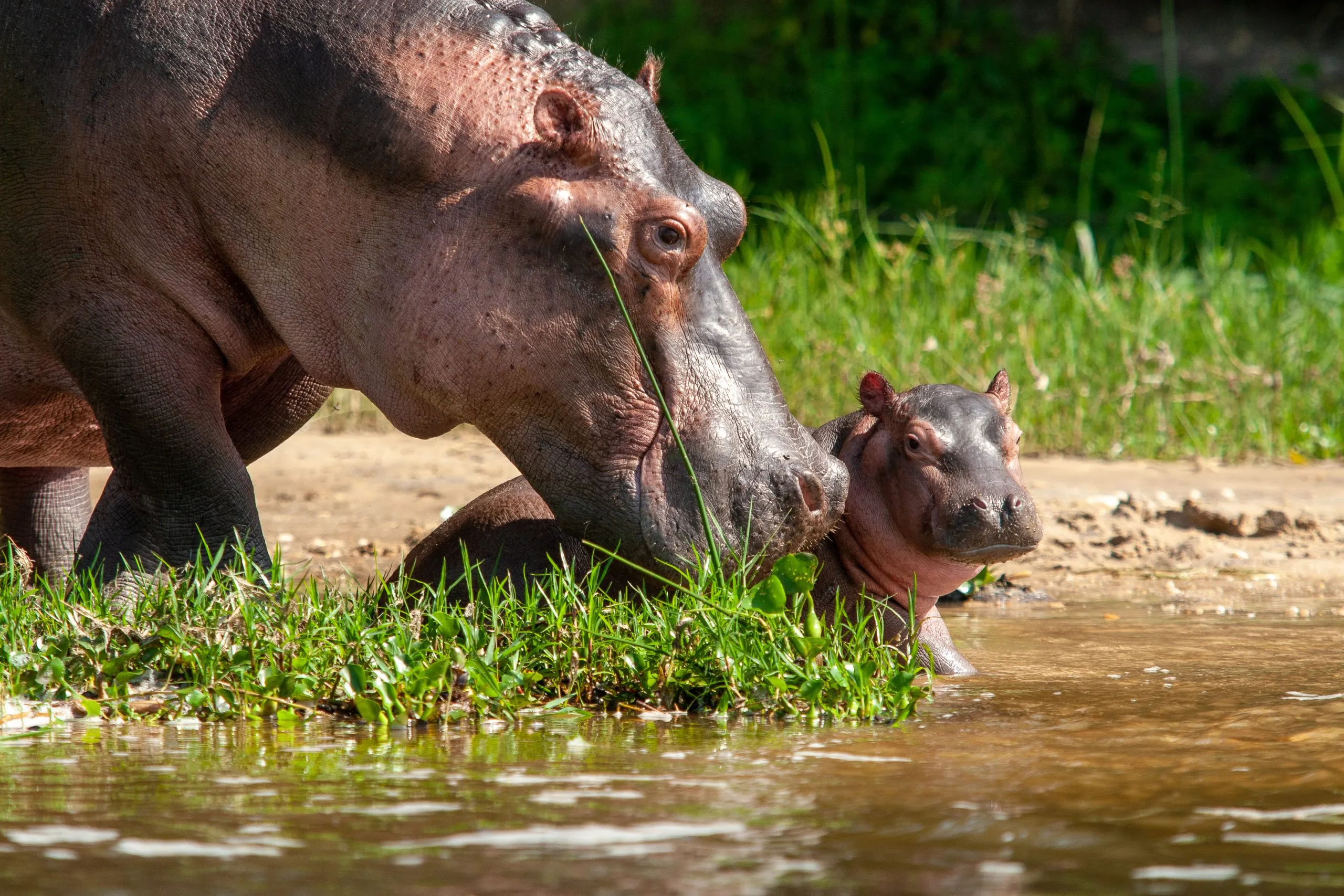 hipopótamos Parque nacional das cataratas de Murchinson Uganda