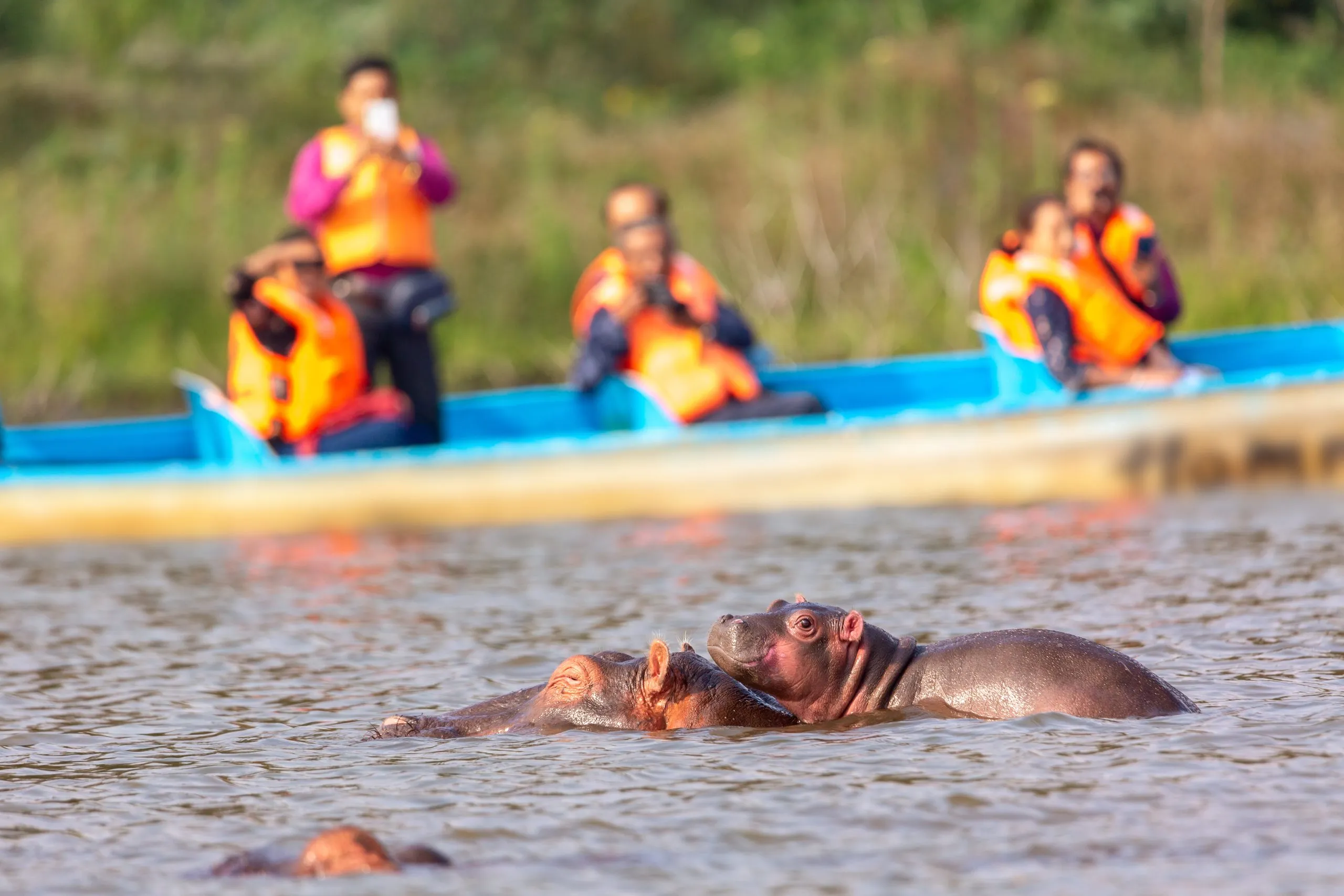 Hipopótamo no lago Naivasha contra barco com turistas. Turismo no Quénia.