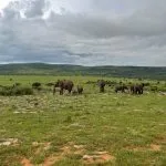 horde of elephants
