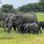 Hord av elefanter